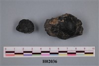 藏品(蜑螺類)的圖片